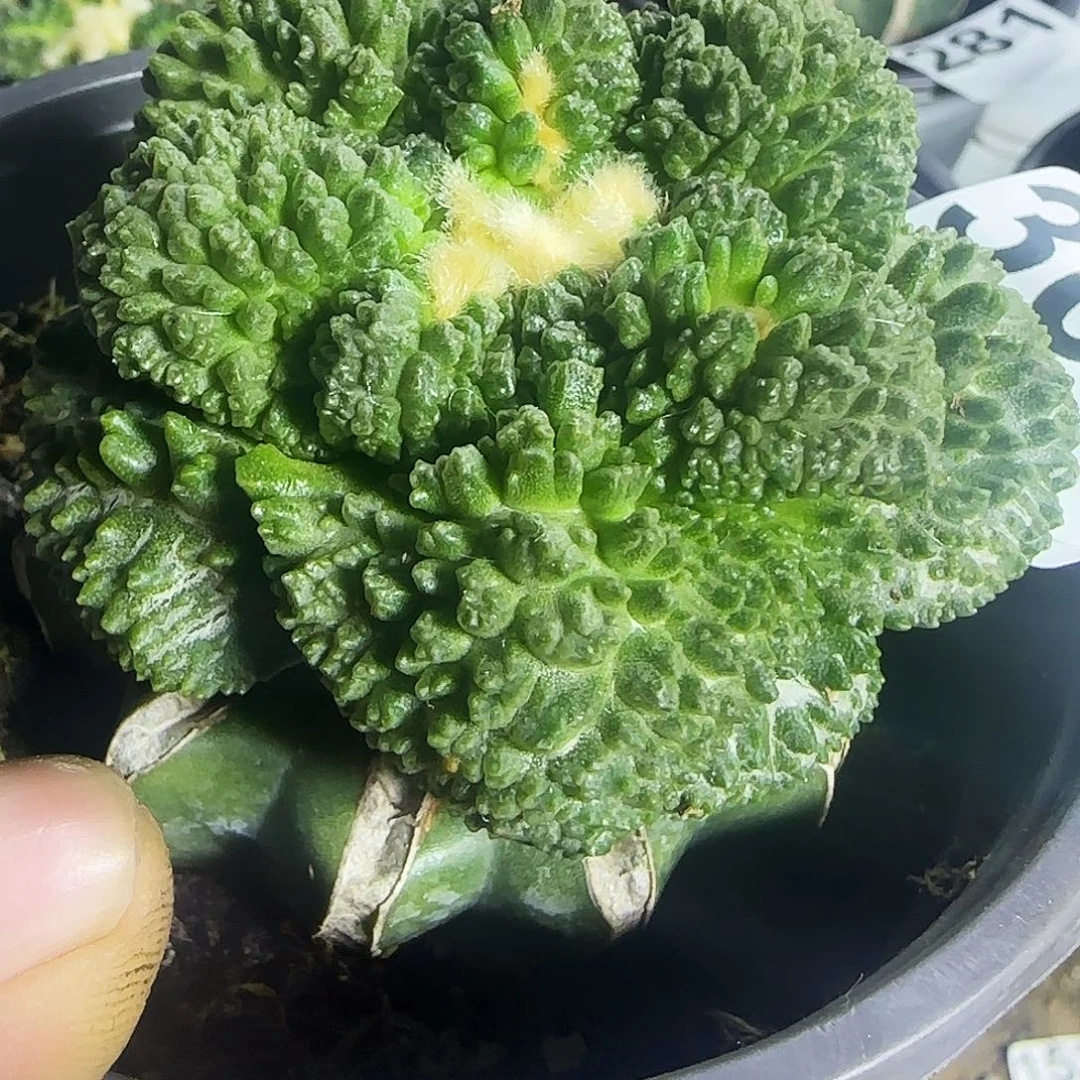 哥斯拉308仙人球开花了