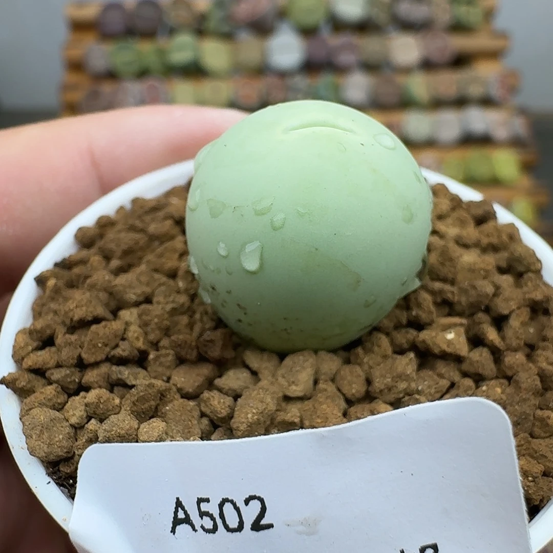 502号1.8厘米哈哈哈哈哈哈哈