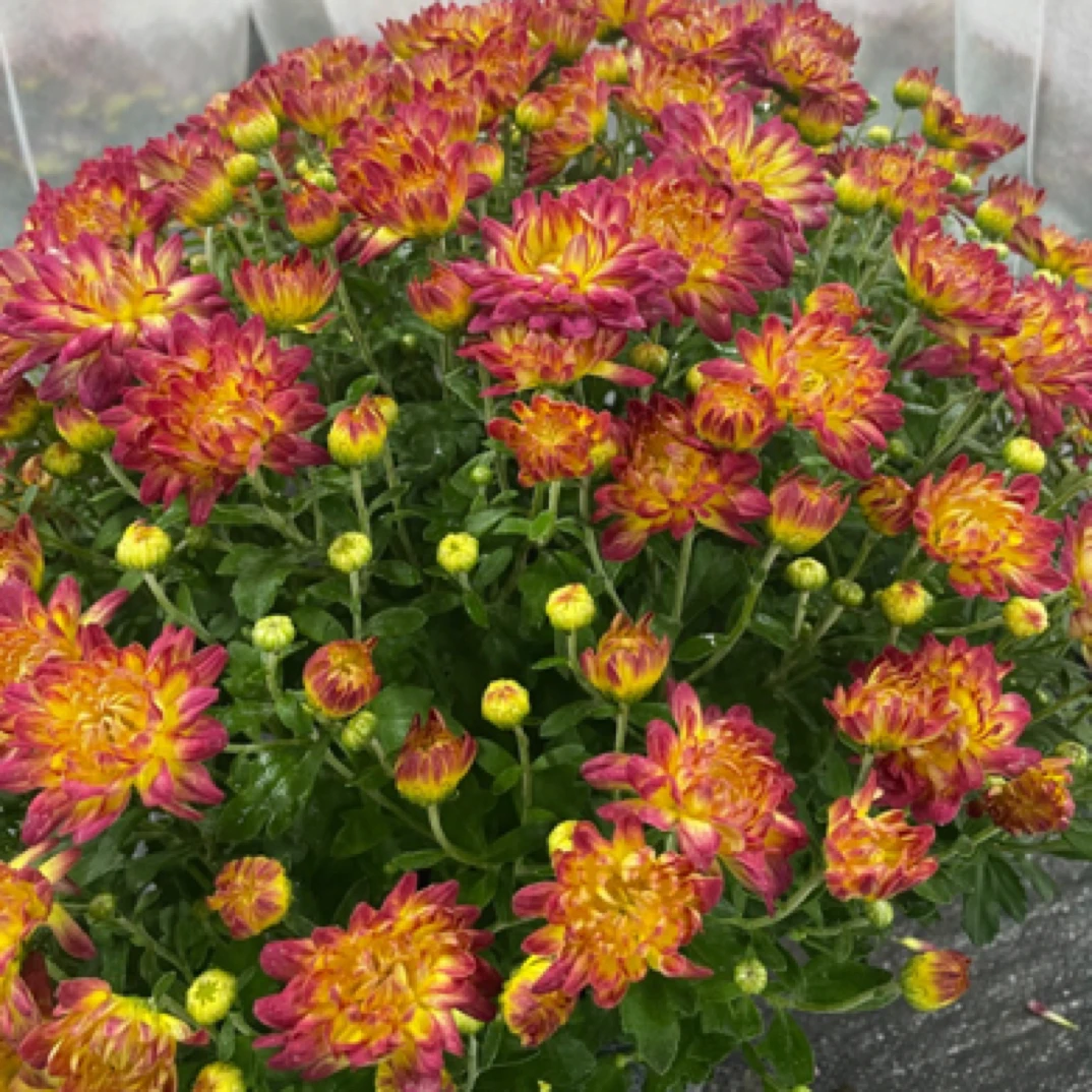 【夏日烟火】千头菊 多年生多季开花植物 庭院阳台新手易养护
