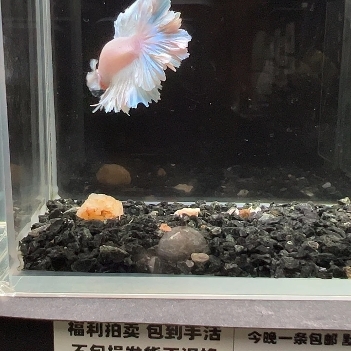 斗鱼跑单拉黑21日18