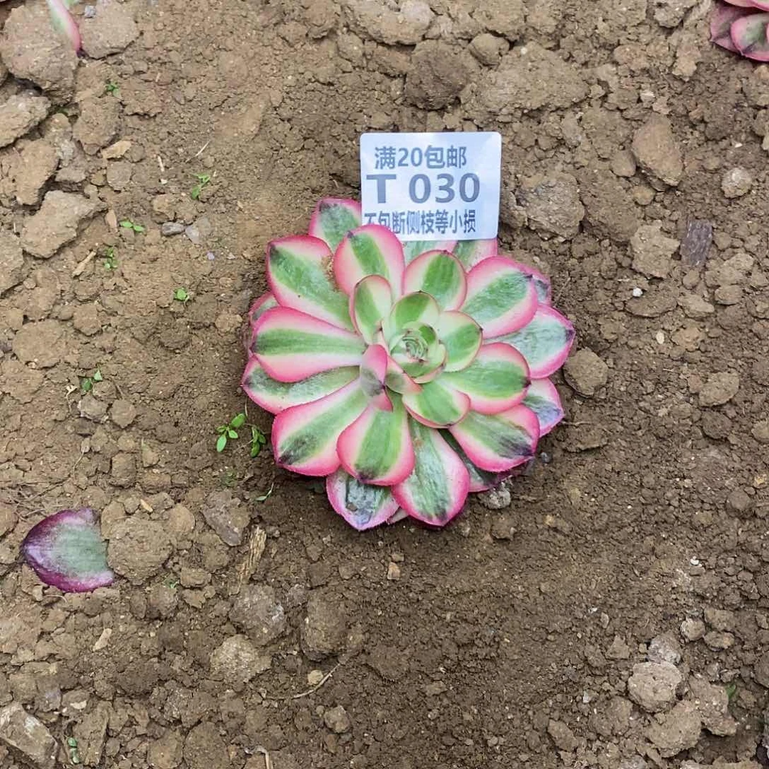 030倾城单头量拍多肉