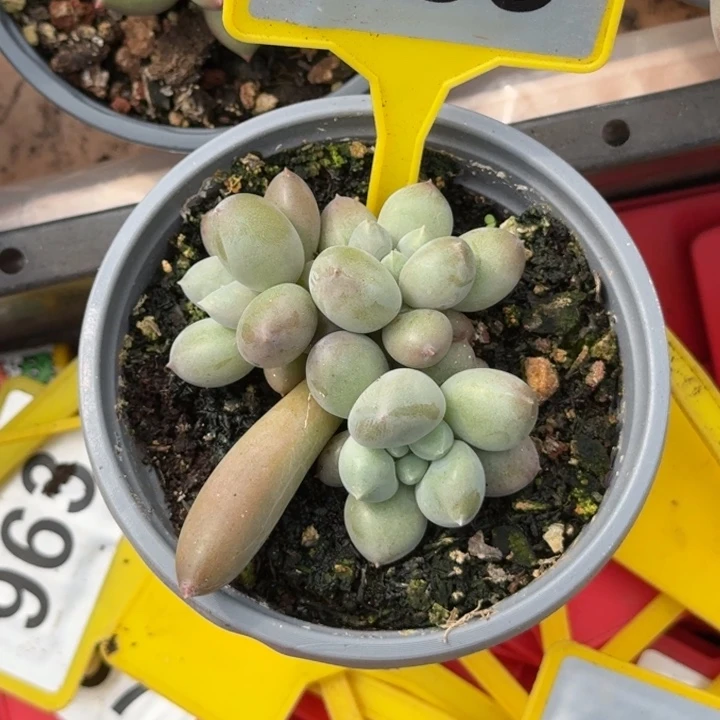 多肉植物海豚体哥特群853