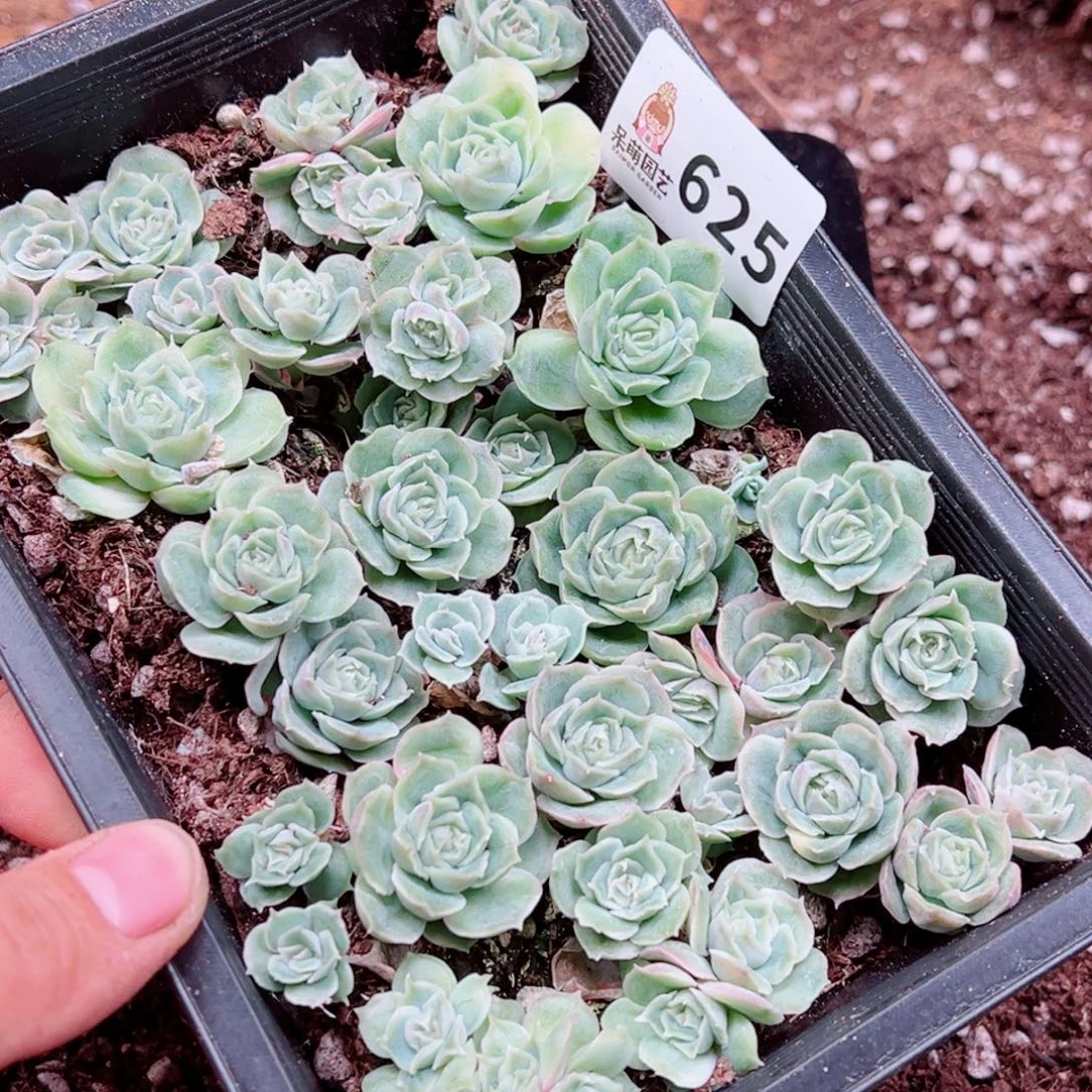 烈***缰多肉植物多肉植物