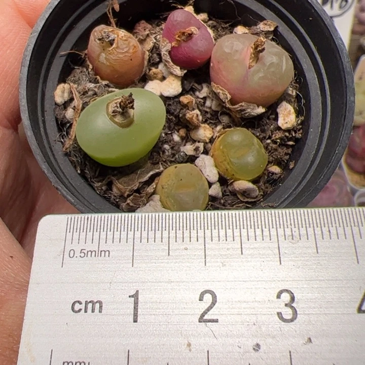 117 多肉植物组合