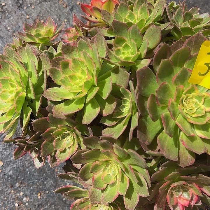 多肉植物福利384个