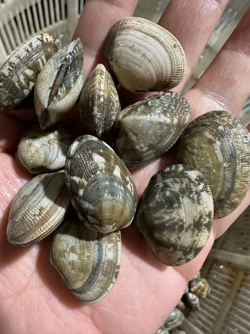 鲜活花甲3斤装新鲜美味海鲜水产
