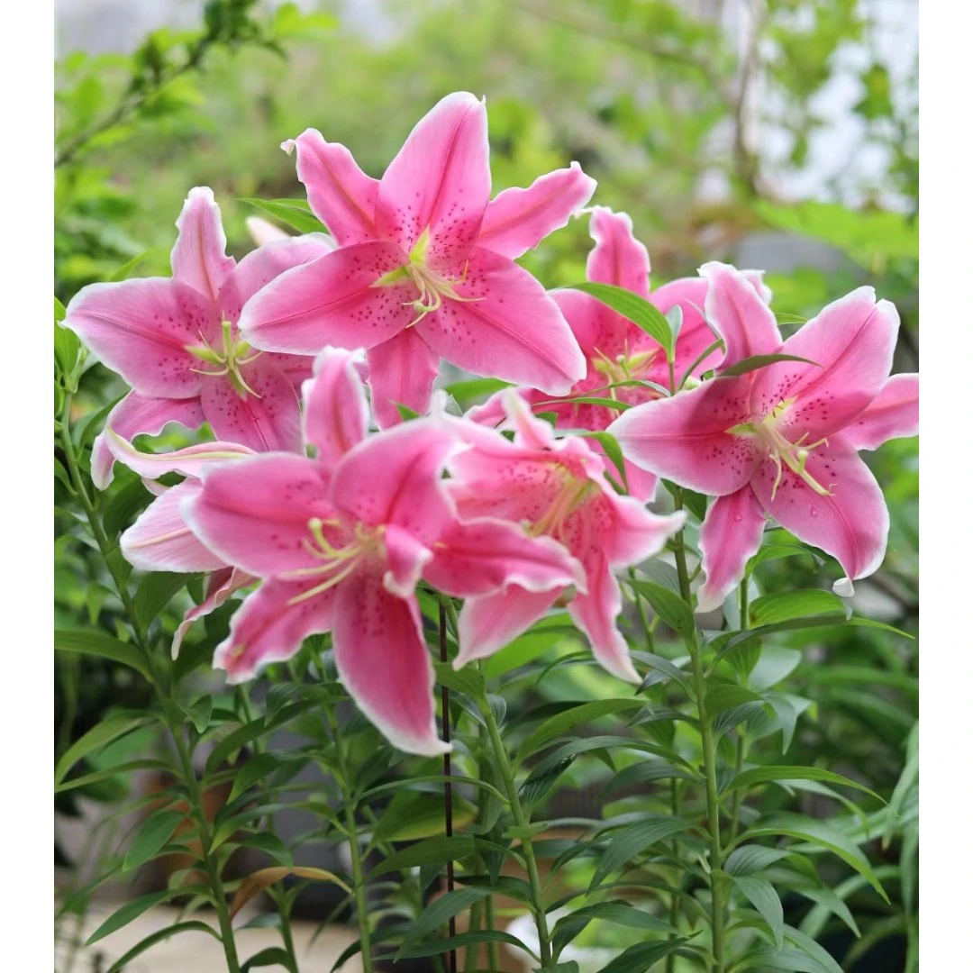 【索帮16/18春季新球】（3颗、5颗、10颗）OR系列荷兰进口浓香百合种球