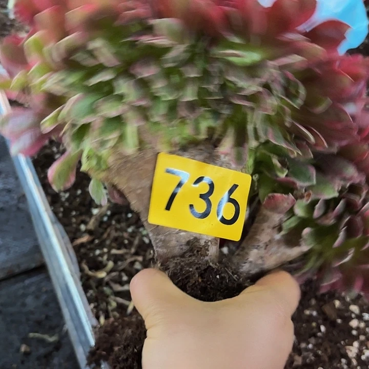 多肉植物福利736