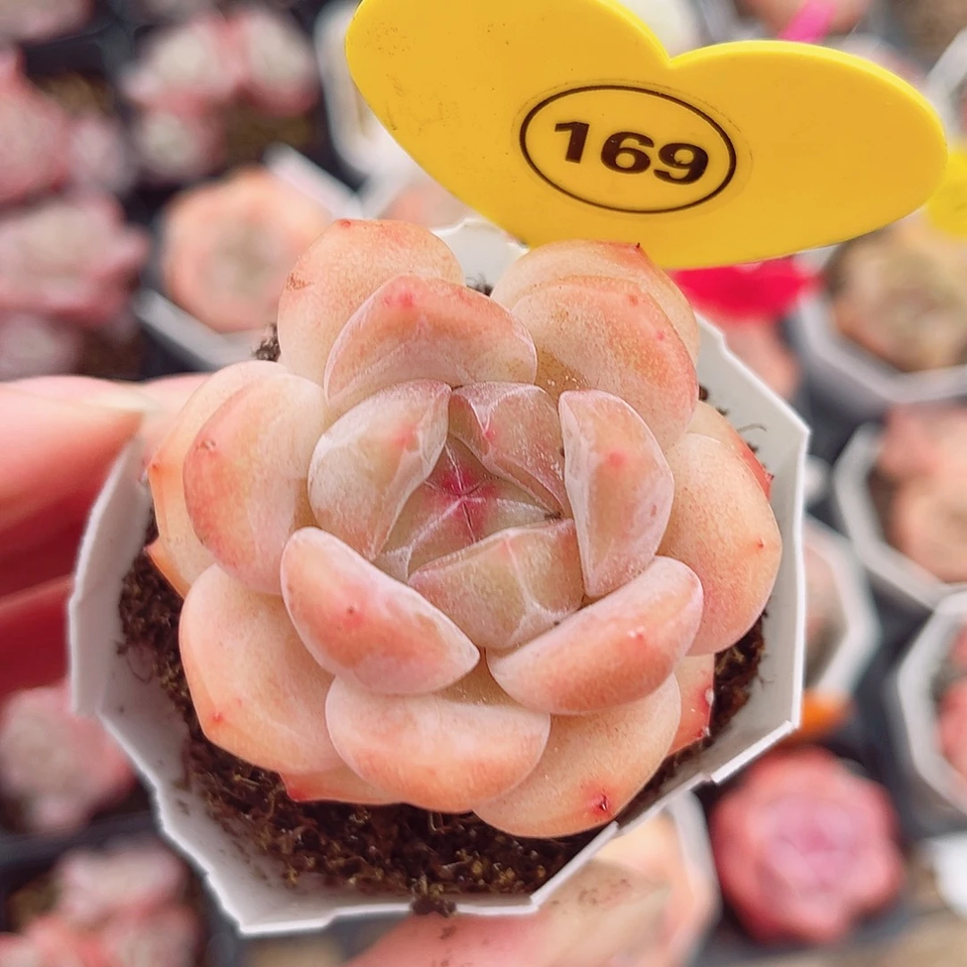 169号小老桩糖心单头