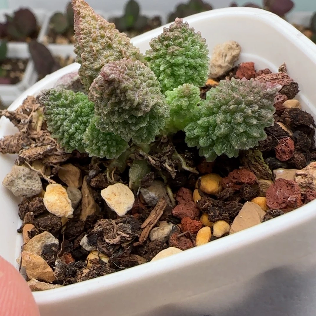 绿地魔水泡多肉植物