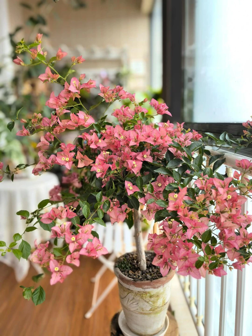 【卡雅塔】鲑鱼石楠花杜鹃花室内陶瓷三角梅花卉花盆一物一拍三角梅