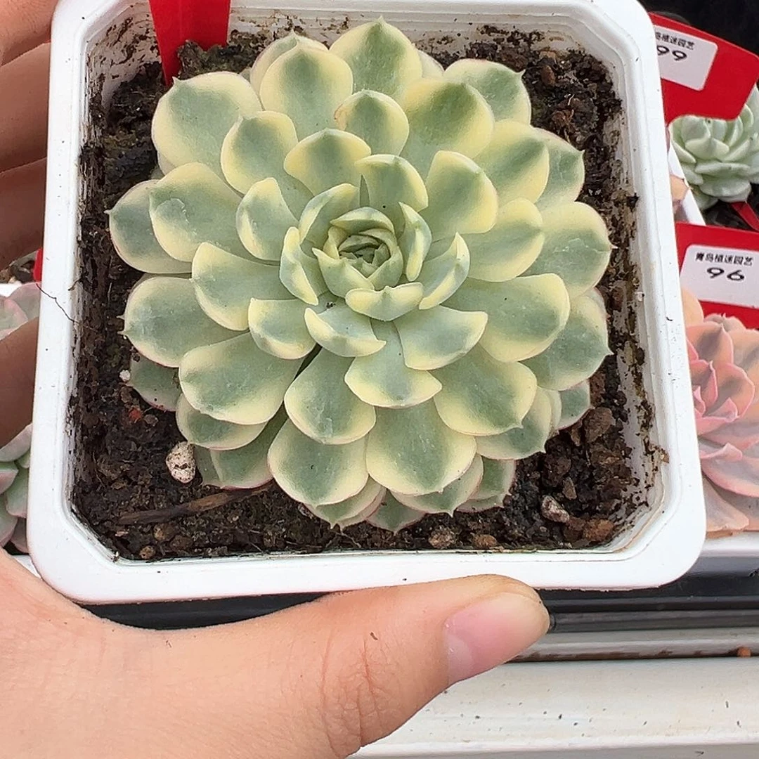 100号梦幻玫瑰锦多肉植物