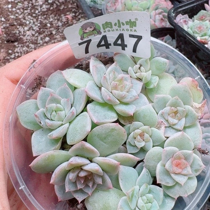 多肉植物多肉植物