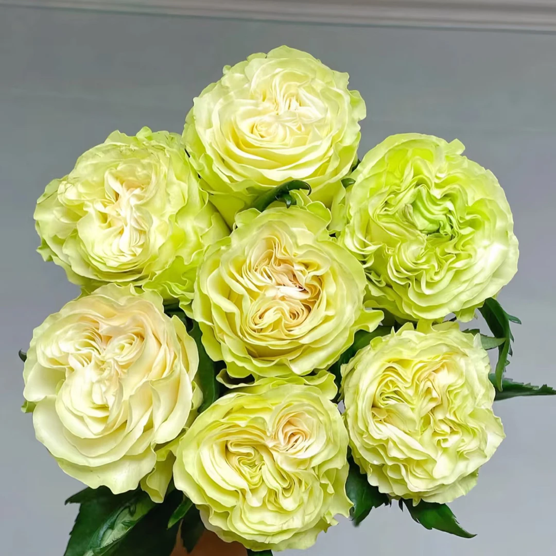 【与花同行】【琉璃翠】单头玫瑰 全场鲜花任意满两单及以上包邮发货