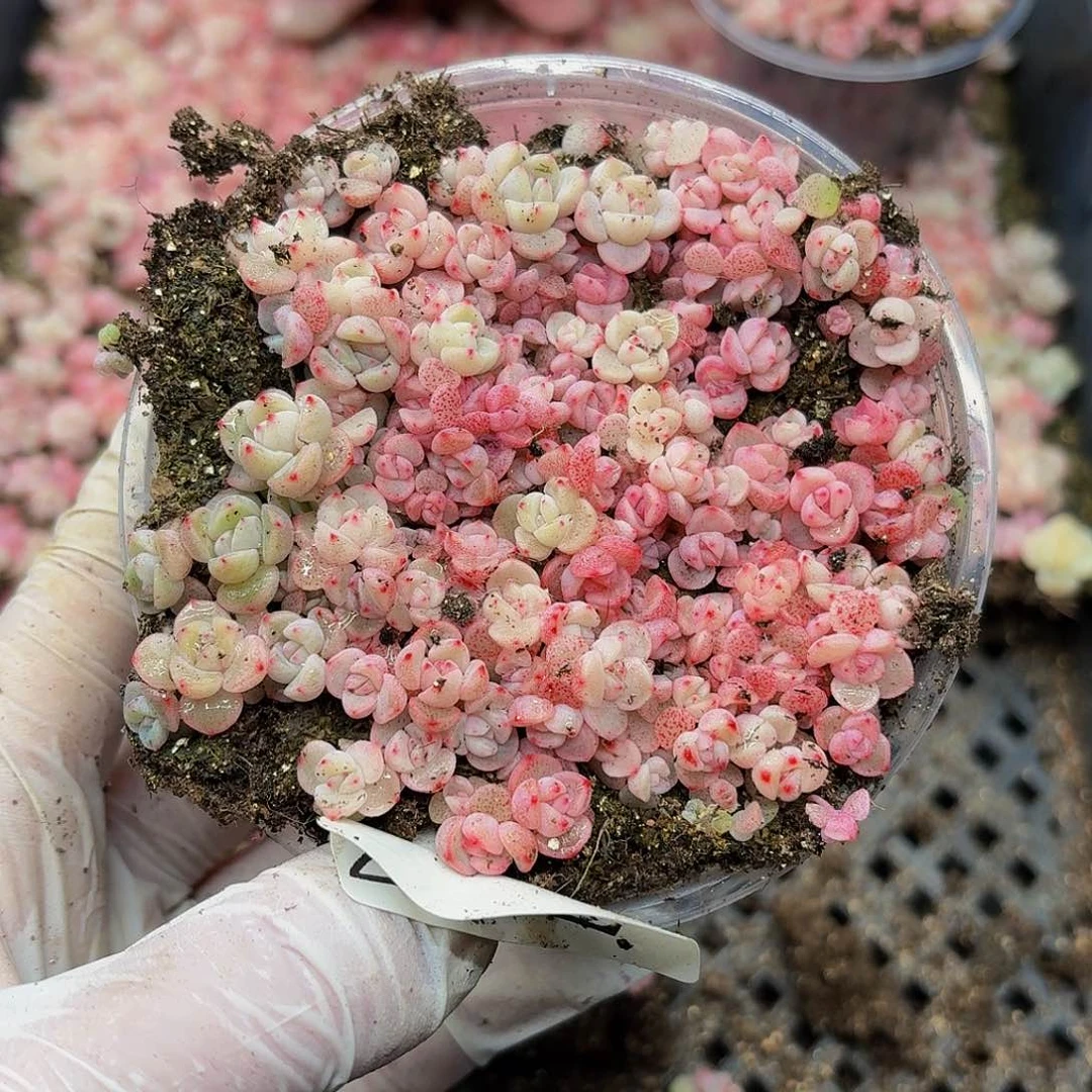 多****?多肉植物多肉植物242