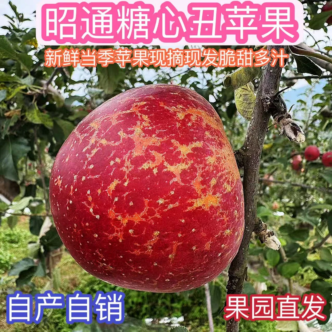 云南昭通丑苹果新鲜现摘当季水果脆甜多汁大自然小苹果水果脆甜