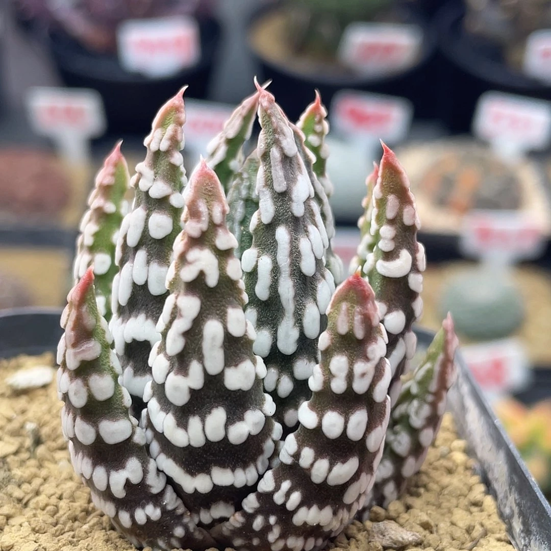 实生冬之星座仙人球多肉