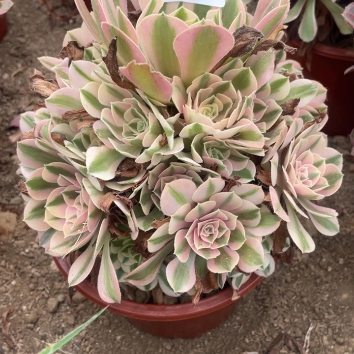 无花朵413多肉植物粉女巫