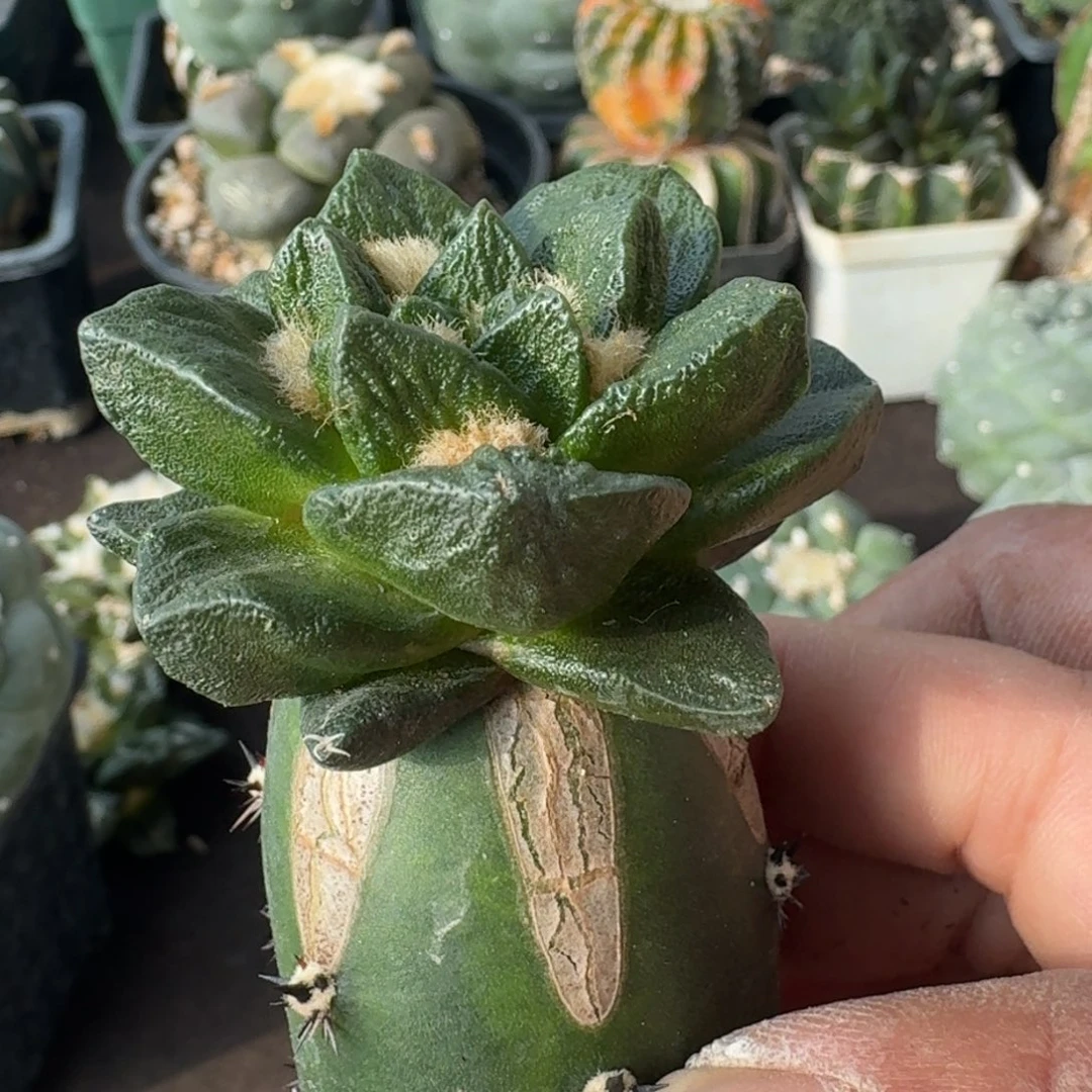 【闪购商品】超大尤龙角569