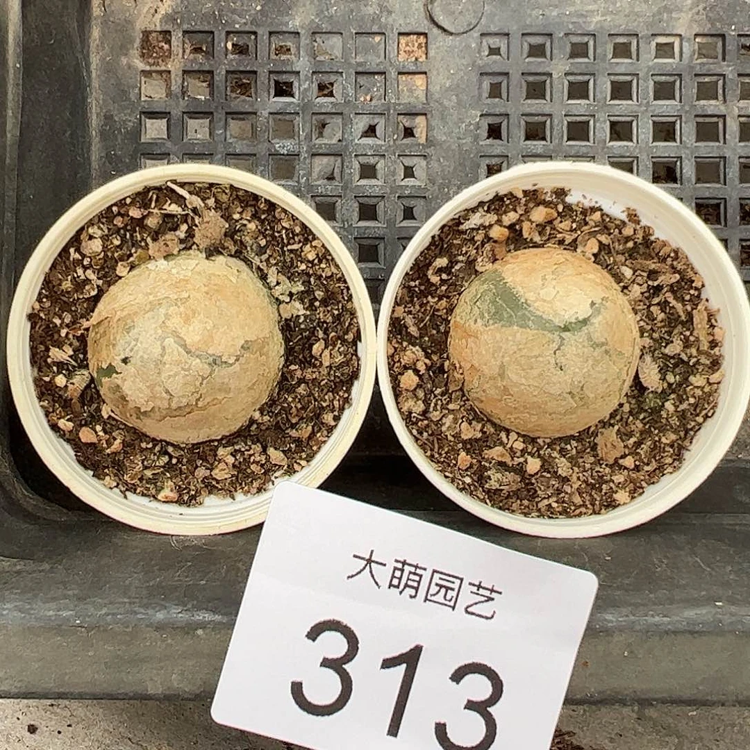 量拍以下1颗母本大灯泡尺寸2.8上下带盆土发默认微瑕。 311
