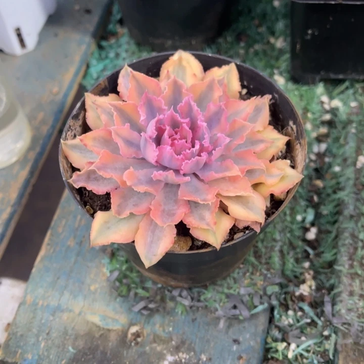 秋可园艺 晚霞之舞锦