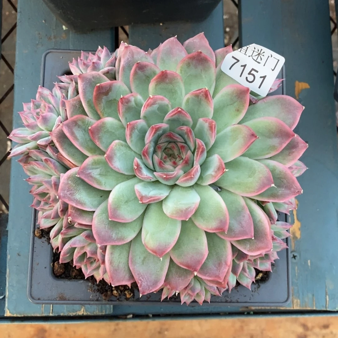 枫***谜不包整散掉头7151~15厘米