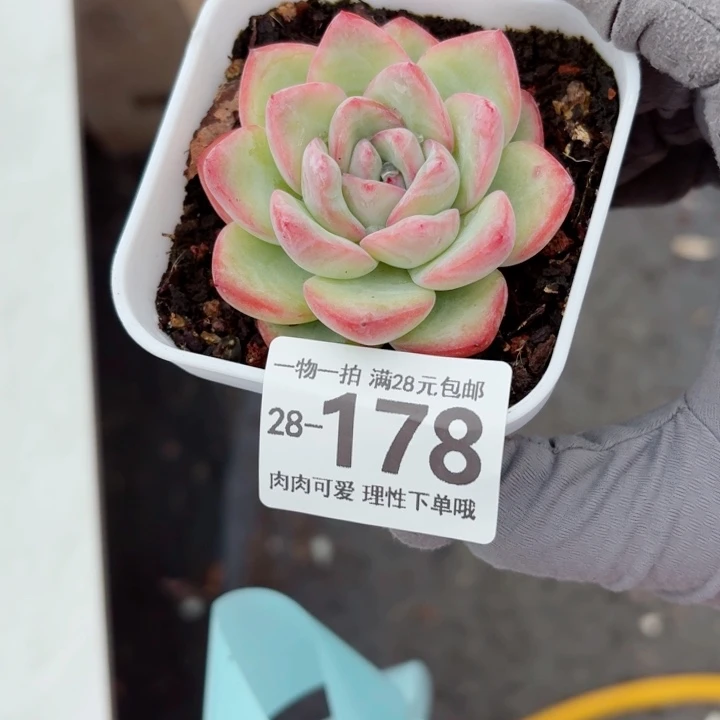 泡芙多肉无盆土发货无盆