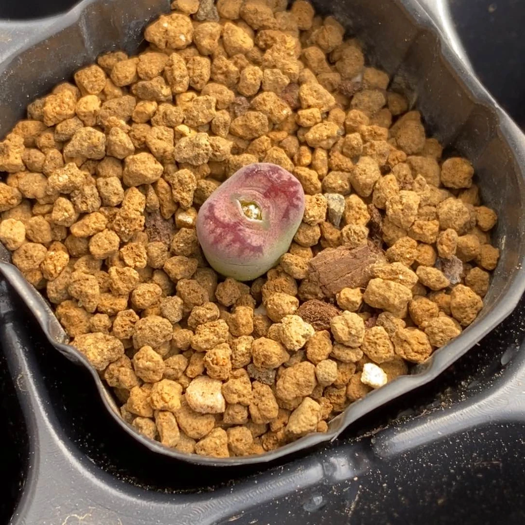 多肉植物肉锥杂交K-005 超八杂