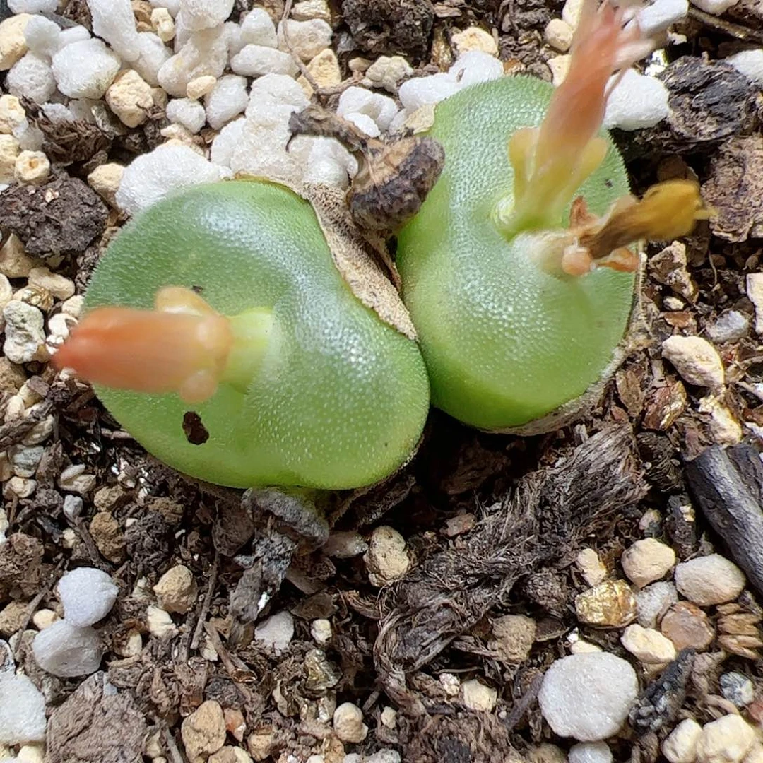 【闪购商品】172 水晶鞋