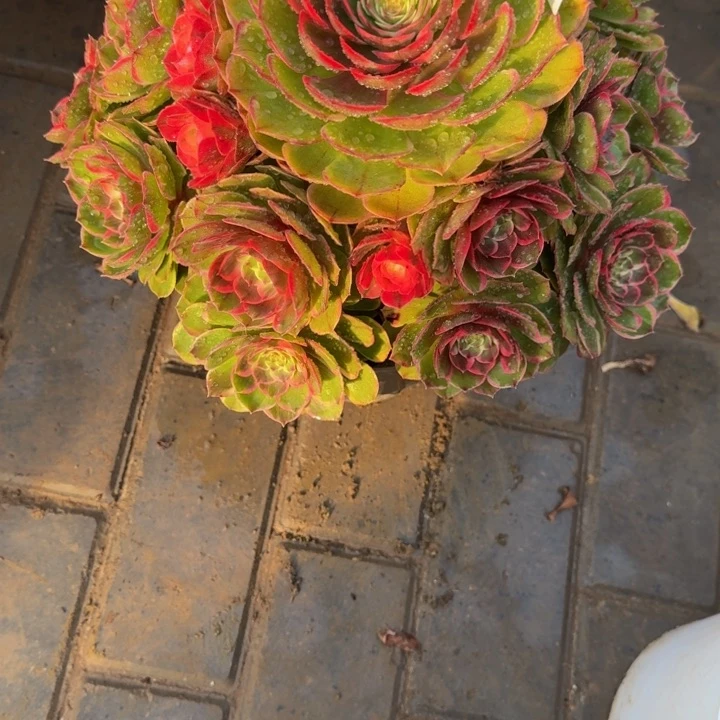 F*莲粉花妖福利449肉肉