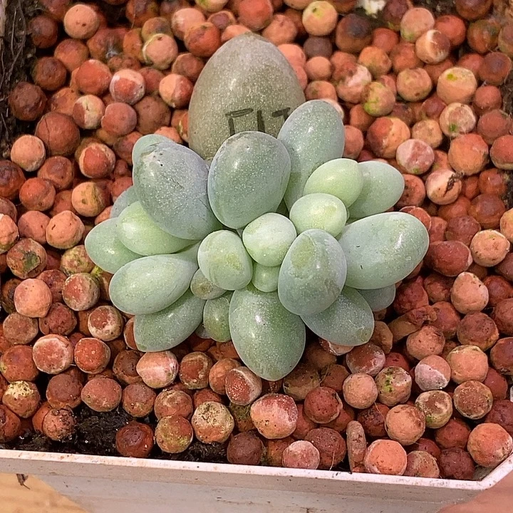 L***-粉色恋人多肉植物