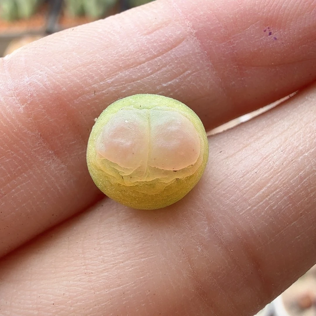 2.11.52/0.9+紫皮拉登/多肉