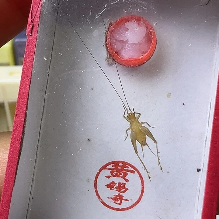 蟋蟀哈哈哈哈哈哈哈哈哈哈