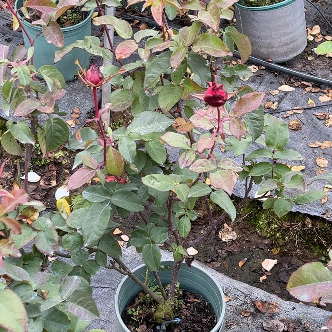 无花朵劳拉，1.8加仑土球发货，超高修剪