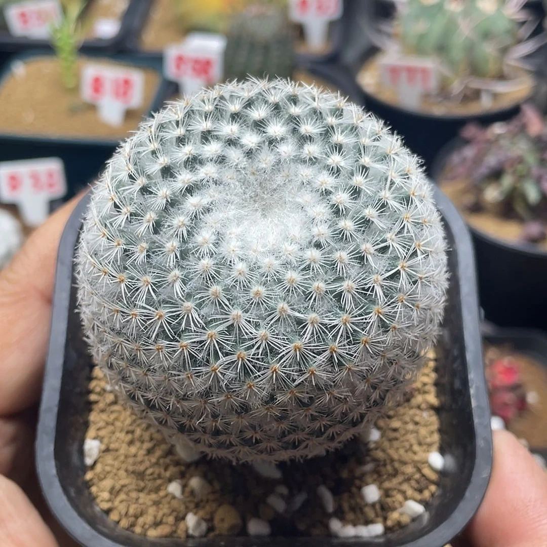 实生日系雪顶希望丸仙人球
