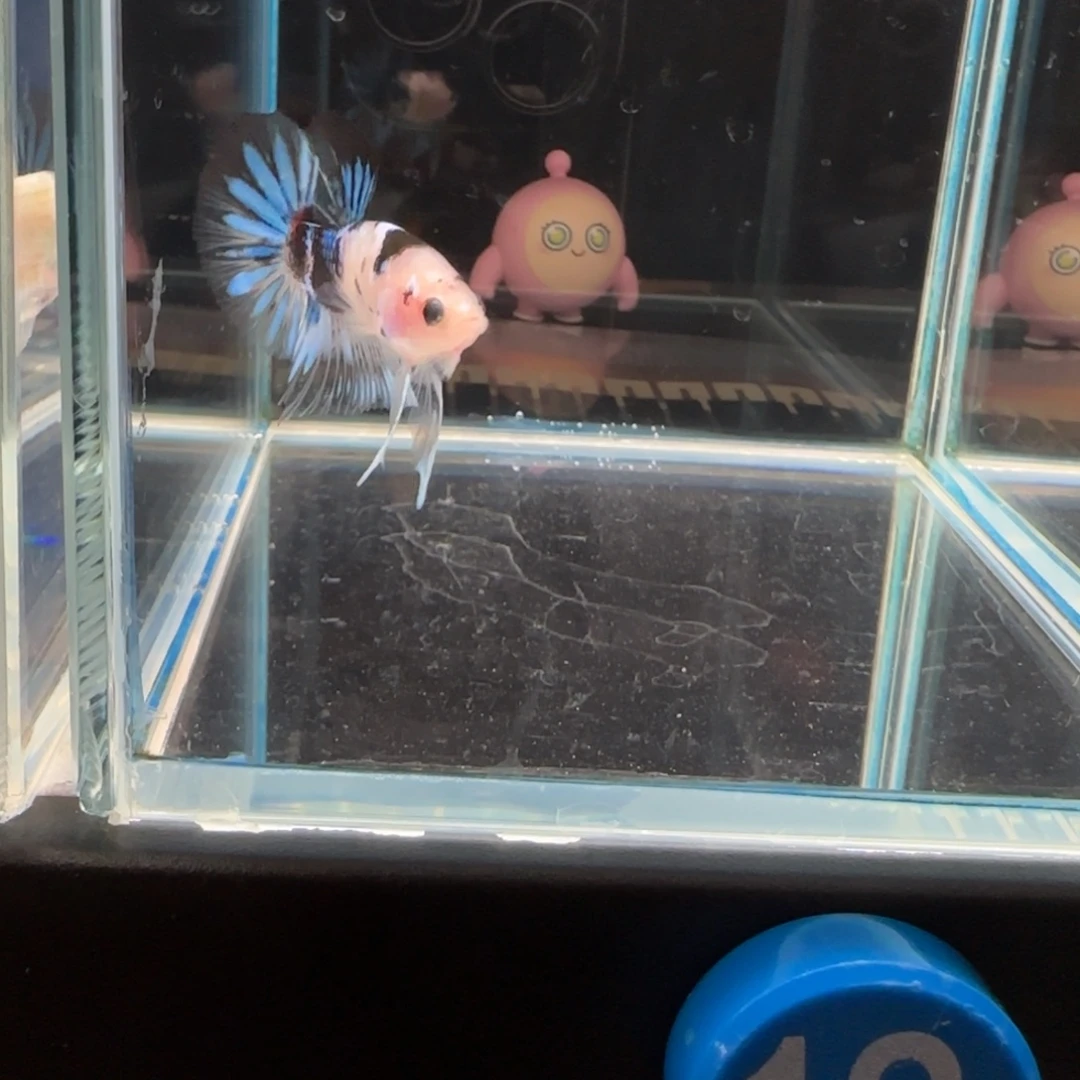 淳***海水鱼Koi熊猫带蓝将军