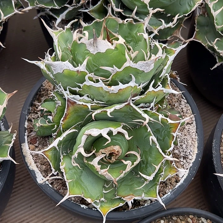 水***色龙舌兰多肉植物多肉