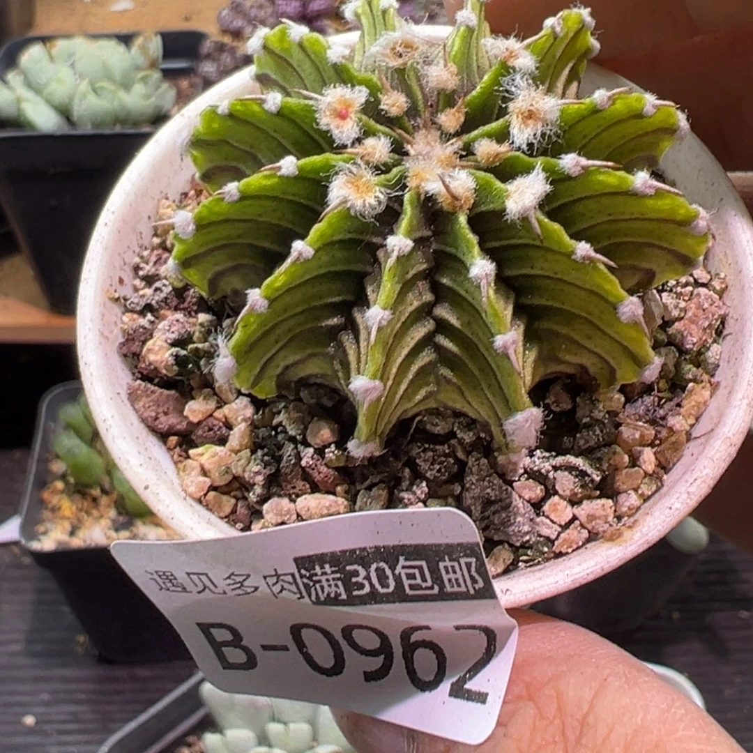 多肉植物1111111111111111111
