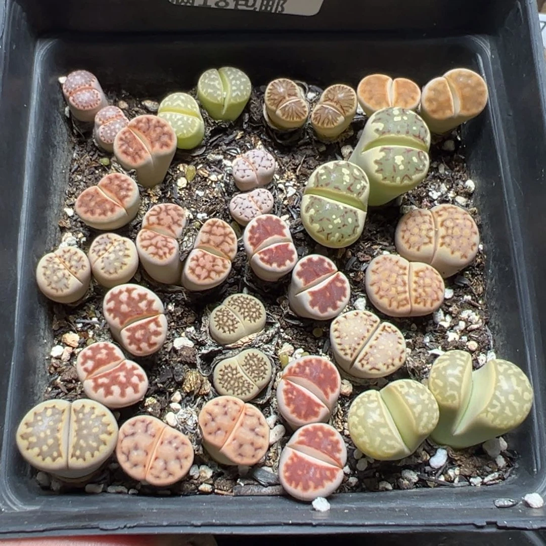 【闪购商品】 1182。