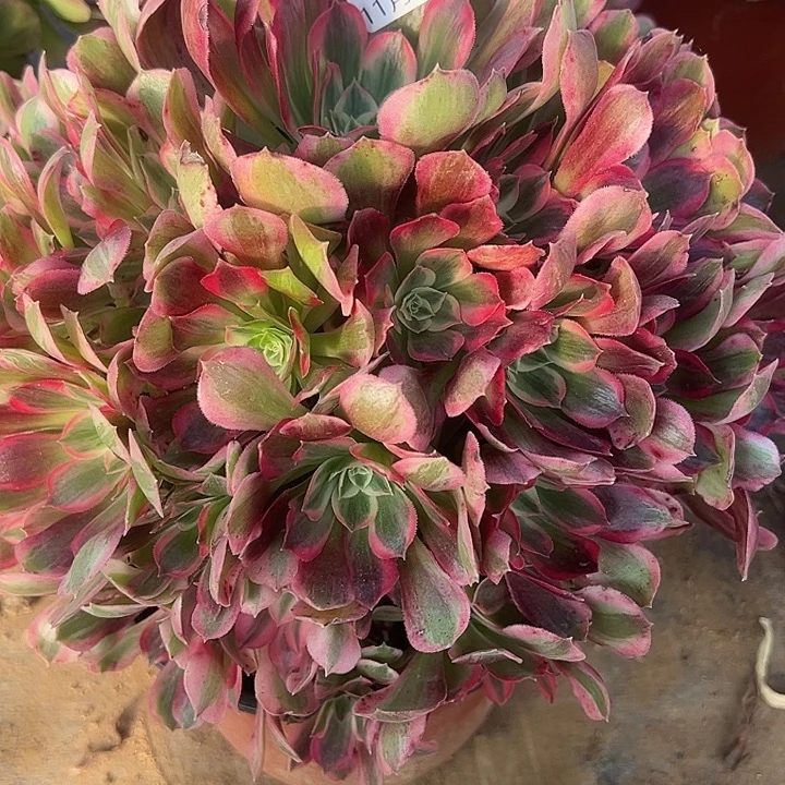 安***～11.16-1男神多肉植物1