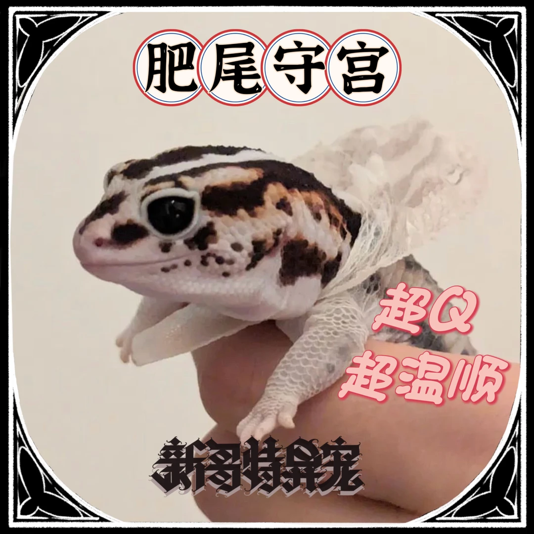 活体爬宠肥尾守宫新哥特异宠