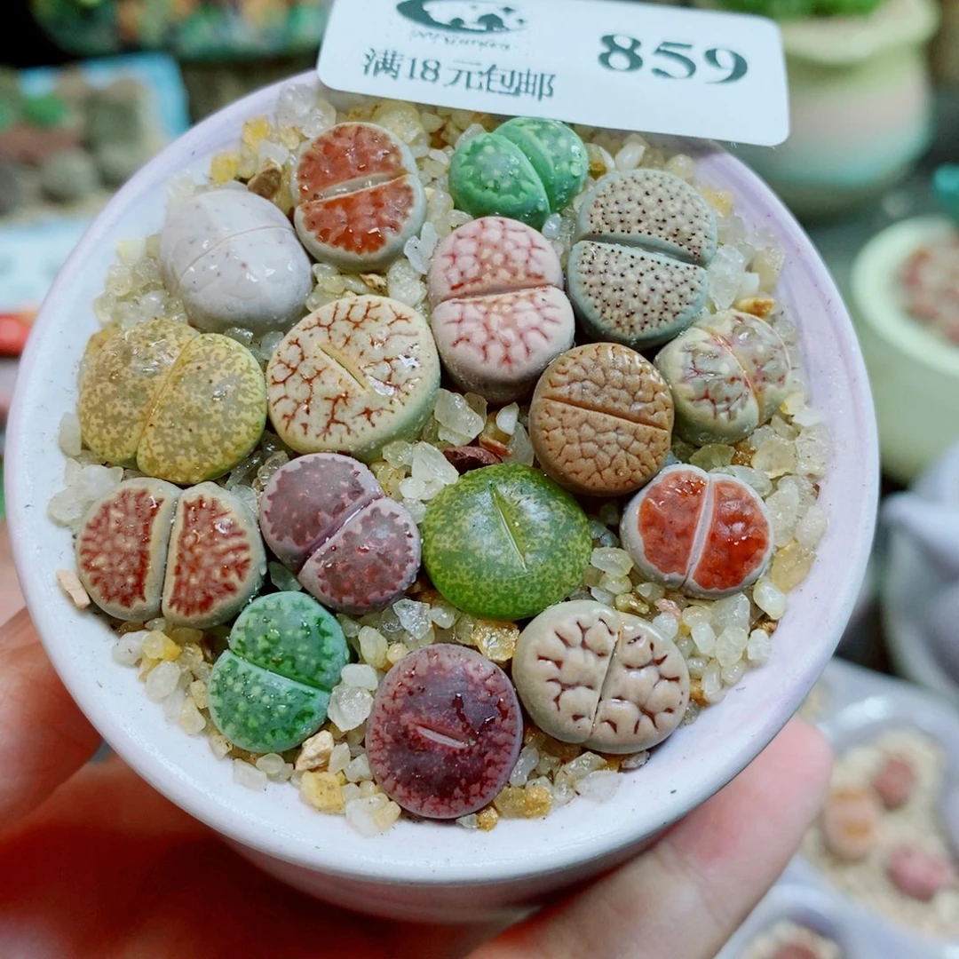 生石花花花花开了859
