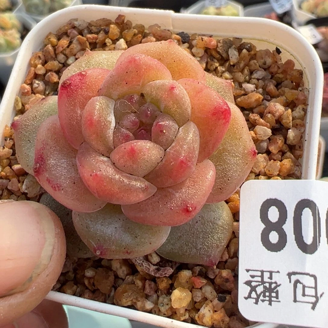 小卡拉米糖心一物一拍30-8