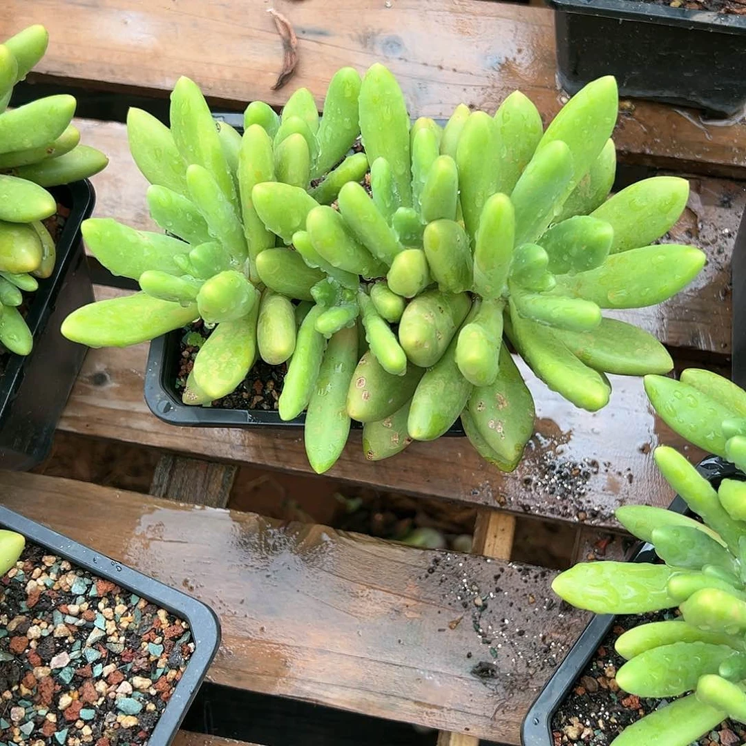 【闪购商品】芒果奶