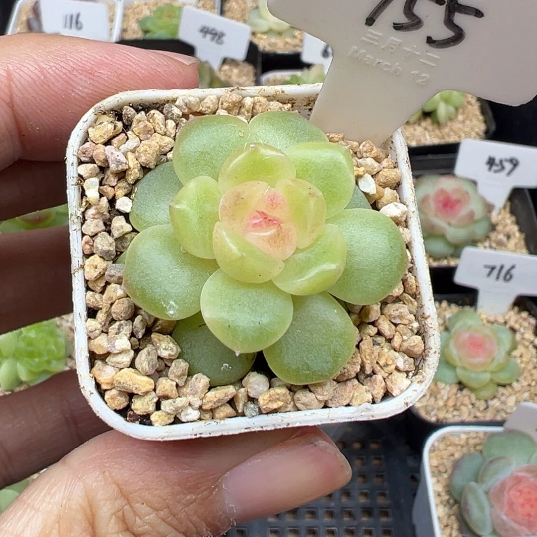 *****155号暮岛，晗雨多肉