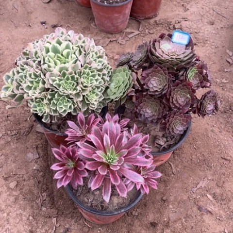 132多肉植物组合，