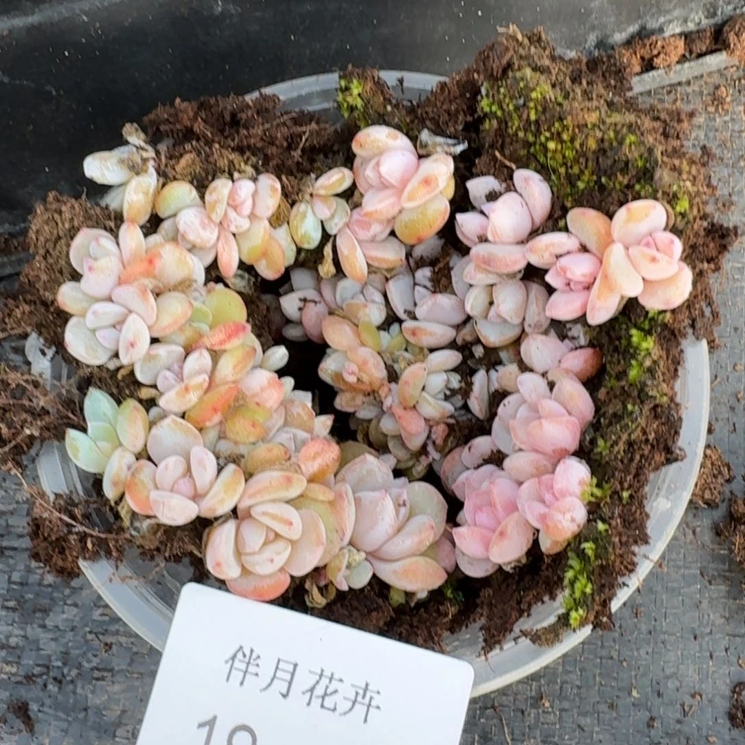 奶盖切糕一盒量拍19-42