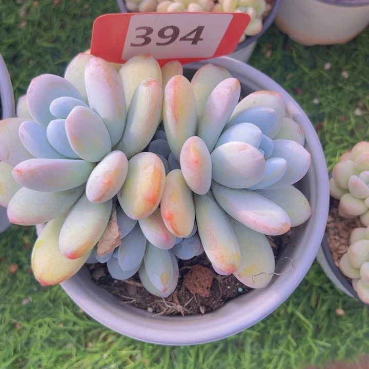 健健康康平平安安