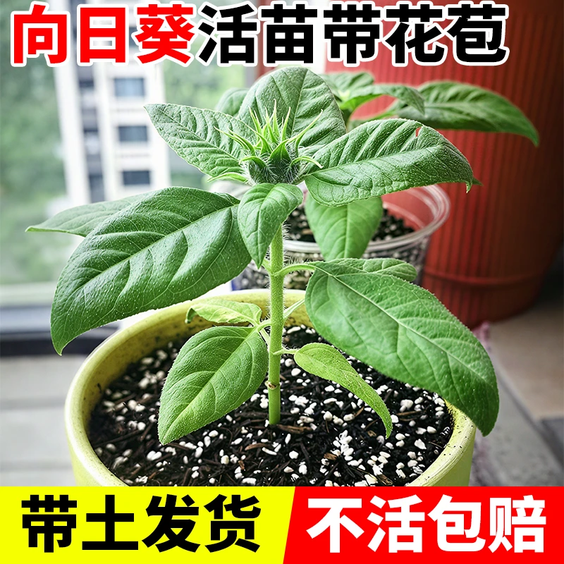 向日葵盆栽中考高考一举夺魁带花苞太阳花苗室内阳台室外开花植物