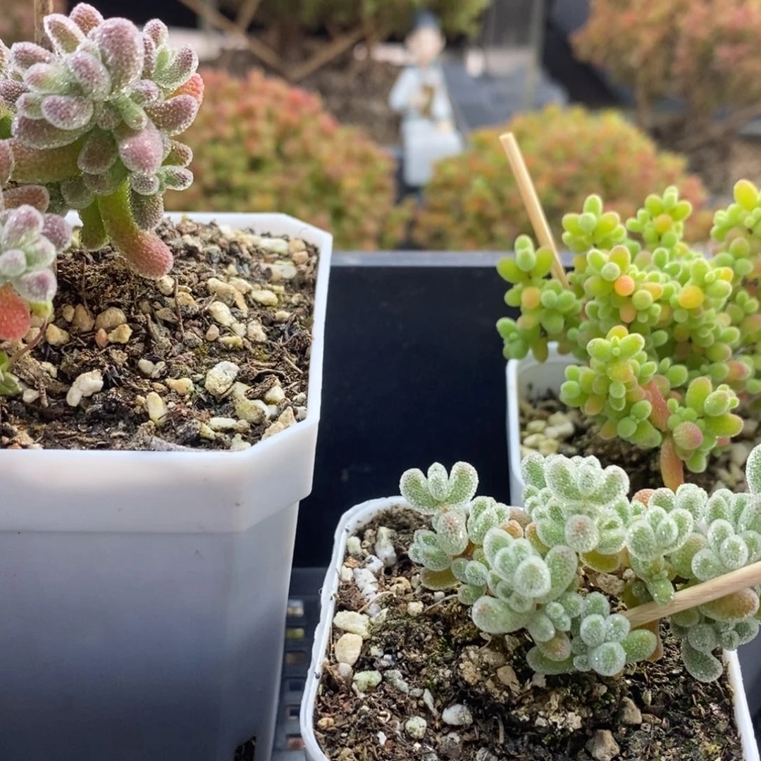 柒*默组合4398枝干番杏